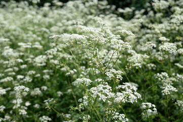 Obraz premium Dense cow parsley flowers growing in countryside meadow, spring wild flora, botanical nature background, peaceful rural landscape.