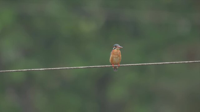 Video of common Kingfisher bird perches calmly on thin wire. Soft background blur enhances its vivid plumage. Bright orange chest contrasts with blue head. Stillness suggests quiet observation or rest