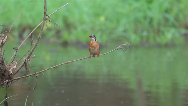Close up video of Kingfisher perches calmly on a thin branch. Its bright blue head contrasts with orange chest. Soft water ripples behind in a gentle green pool. Dense foliage blurs softly in the back