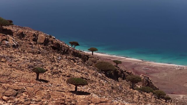 Aerial view of socotra dragon blood trees on a cliff