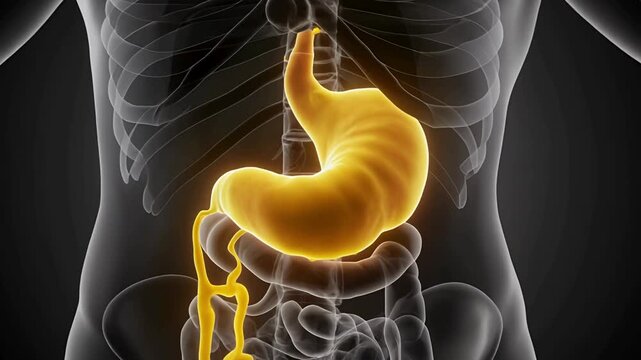3D Animation of Human Stomach Acid Digestion and Gastrointestinal System