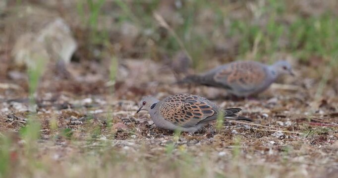 Pair of European Turtle Doves (Streptopelia turtur) foraging and scratching for food on the ground in Italy.