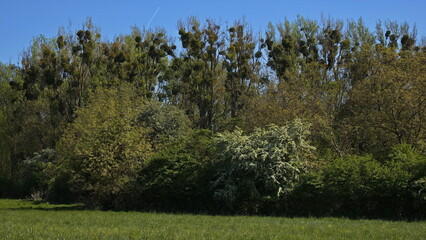 Fototapeta premium Trees with mistletoe in National Park Donau-Auen at Eckartsau, Lower Austria, Austria, Europe 