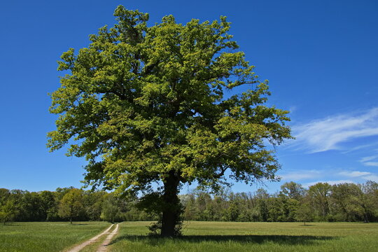 Big oak tree in National Park Donau-Auen at Eckartsau, Lower Austria, Austria, Europe

