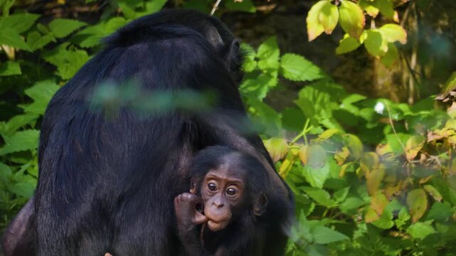 Close up of a Bonobo monkey family resting on a meadow and eating weeds on a sunny summer day
