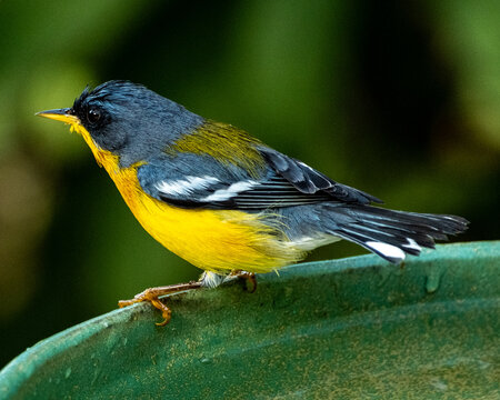 Tropical Parula (Setophaga pitiayumi) is a small New World warbler. It is a small passerine bird.