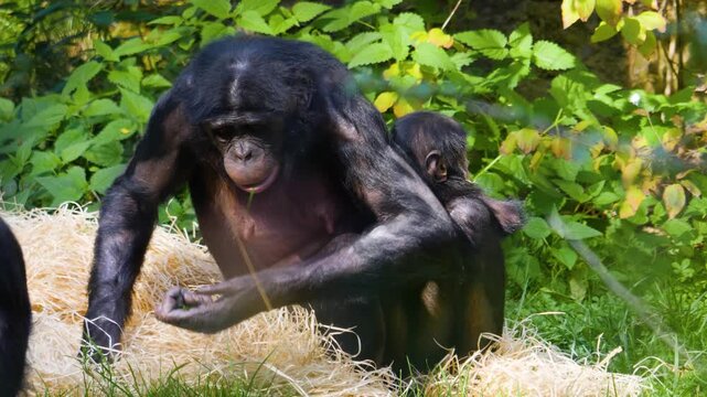 Close up of a Bonobo monkey family resting on a meadow and eating weeds on a sunny summer day
