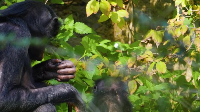 Close up of a Bonobo monkey family resting on a meadow and eating weeds on a sunny summer day
