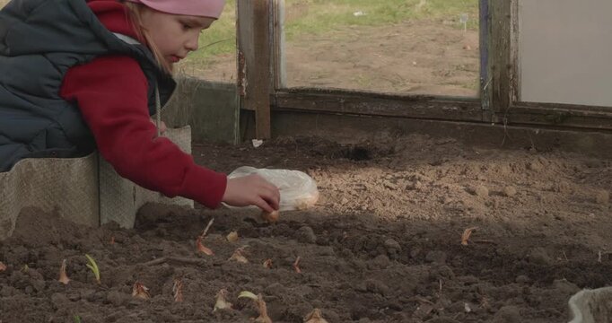 Diligent little girl carefully planting onion sets into the fertile soil of a rustic greenhouse, learning about gardening and food cultivation from an early age during the spring planting season.