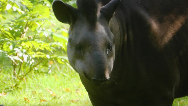 Close up of a gray tapir standing on a meadow and looking around on a sunny day 