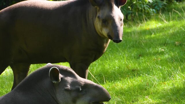 Close up of a gray tapir standing on a meadow and looking around on a sunny day 