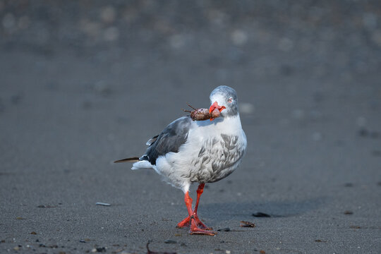 Dolphin Gull (Leucophaeus scoresbii) walking on beach with prey in Punta Arenas, Chile