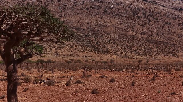 Aerial view of frankincense trees in the socotra landscape