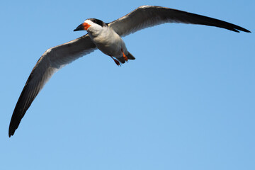 Fototapeta premium Low angle view of Black Skimmer in flight with wings spread
