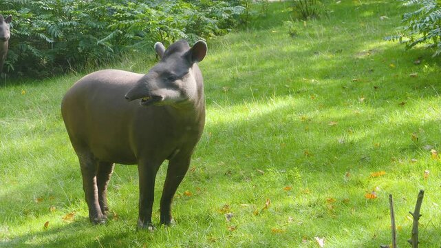 Close up of a gray tapir standing on a meadow and looking around on a sunny day 