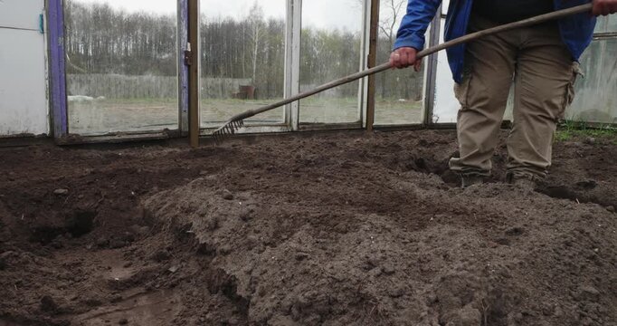 Male farmer using a rake to level and cultivate the fertile soil inside a greenhouse, carefully preparing the seedbed for planting new crops during the spring season for gardening.