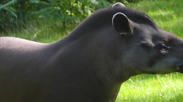 Close up of a gray tapir standing on a meadow and looking around on a sunny day 