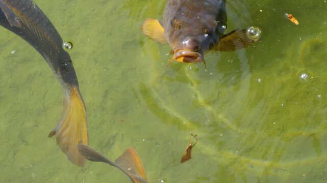 Close up carp fish begging  for food on the water surface of a lake opening their mouth wide on a sunny summer day
