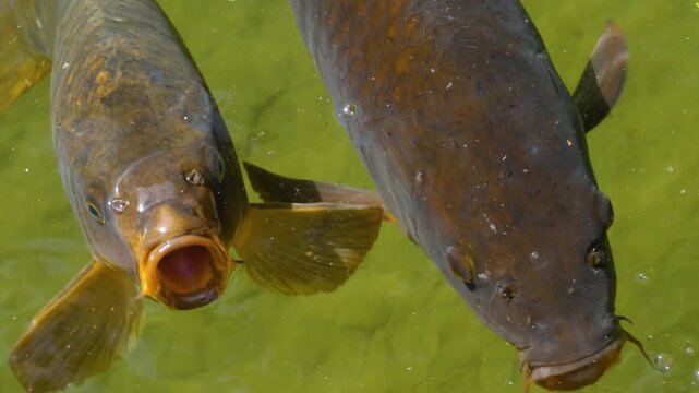 Close up carp fish begging  for food on the water surface of a lake opening their mouth wide on a sunny summer day
