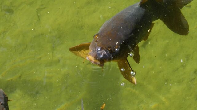 Close up carp fish begging  for food on the water surface of a lake opening their mouth wide on a sunny summer day
