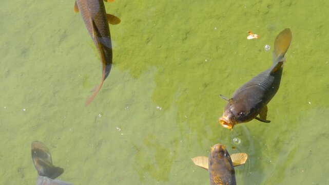 Close up carp fish begging  for food on the water surface of a lake opening their mouth wide on a sunny summer day
