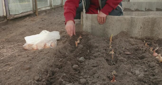 A child carefully plants bulbs one by one in the fertile soil of a prepared bed in a greenhouse, laying the foundation for a new harvest. The child helps his parents plant the onions.