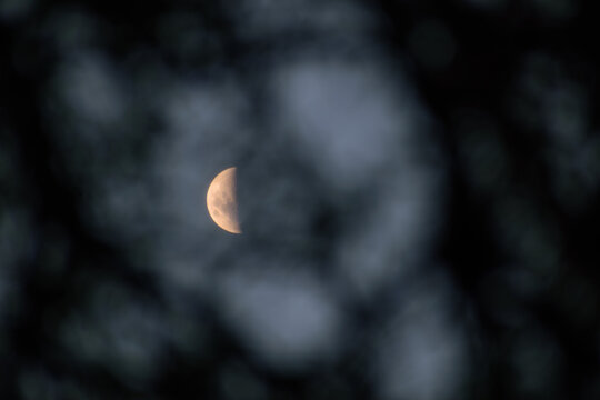 Luna creciente vista a trav&eacute;s del follaje desenfocado de los &aacute;rboles durante la noche. Paisaje nocturno m&iacute;stico con primer plano art&iacute;stico de ramas oscuras y sat&eacute;lite natural brillante.