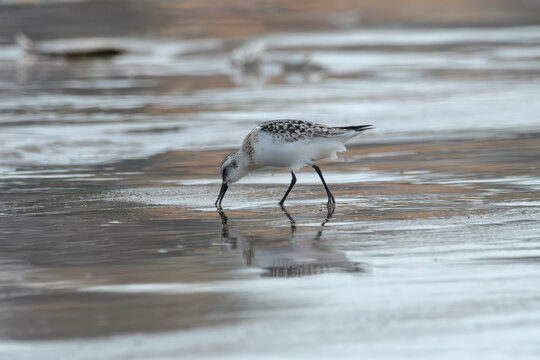 Sanderling walking on wet beach at Erangal Beach, Mumbai, India
