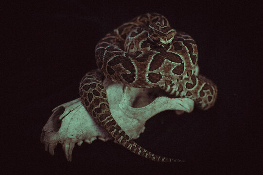 serpiente yarar&aacute; monte C&oacute;rdoba arte