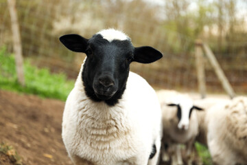 Many beautiful sheep grazing outdoors. Farm animals © New Africa