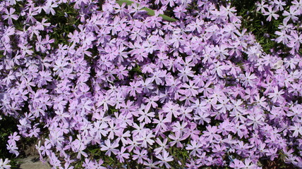 Obraz premium purple moss phlox in the garden