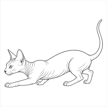 Sphynx cat line art illustration of hairless feline pet in hunting pose vector drawing for coloring book page design art.