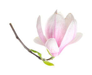 Obraz premium Beautiful blossom of magnolia tree isolated on white