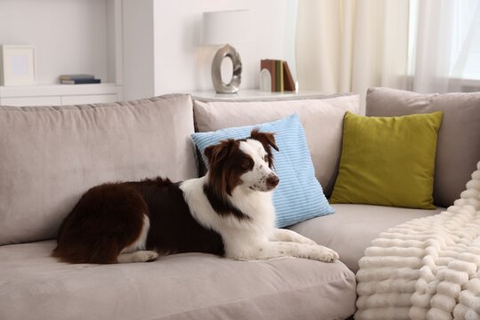 Cute border collie dog on sofa at home