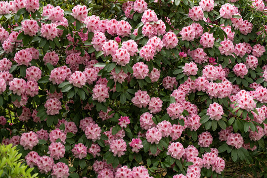 Rhododendron Humboldt. Botanical family - Ericaceae.