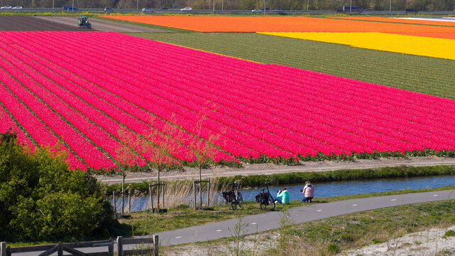 Aerial view of vibrant pink, orange, and yellow tulip fields with people on a path by a canal and a tractor in the distance in Heiloo, North Holland, Netherlands.