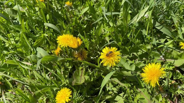 Bee Collecting Honey