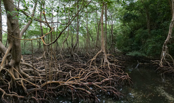 Shore of a small river densely overgrown with mangrove vegetation during low tide in the swamps of the Okefenokee Swamp, USA