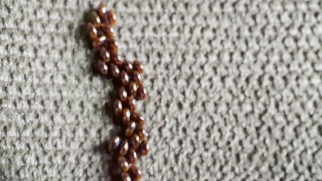 Macro video of clustered red insect eggs on textured surface.
