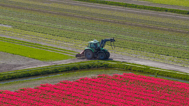 Aerial view of a green tractor working in agricultural fields next to vibrant pink tulip rows and irrigation canals in Heiloo, North Holland, Netherlands.