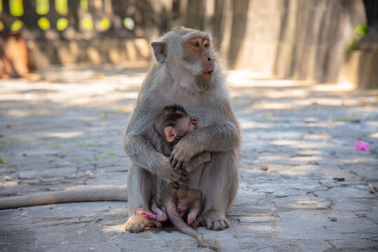 A touching wildlife photograph capturing a female long-tailed macaque sitting on a stone path, tenderly embracing her nursing infant. The mother monkey gazes off to the side with a protective 