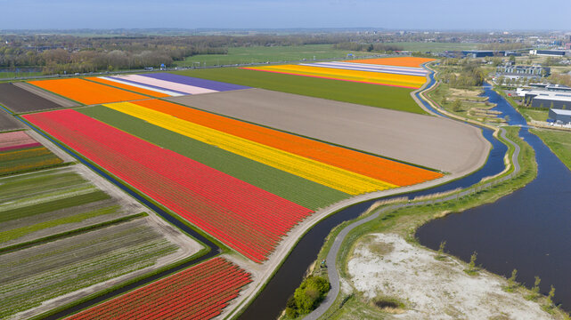 Aerial view of vibrant tulip fields in red, yellow, and orange blooming alongside a winding canal under a clear blue sky in Heiloo, North Holland, Netherlands.