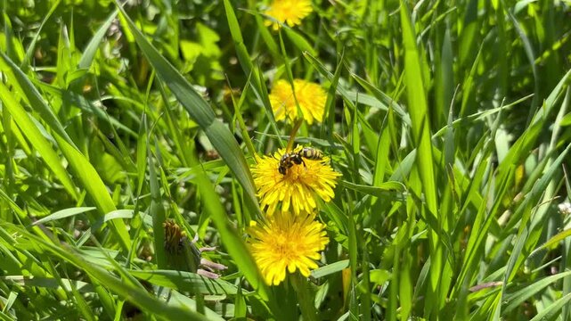 Wasp Collecting Nectar on Dandelion
