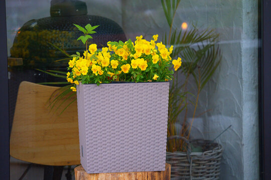 A close-up of a Viola wittrockiana Freefall Golden Yellow blooming profusely in a plastic square planter