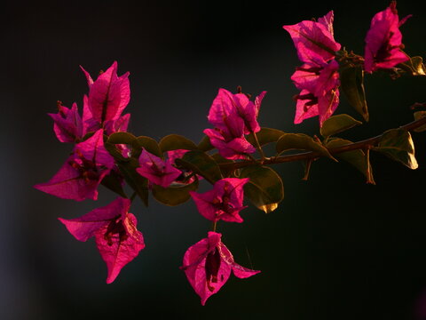 begonia flowers close 