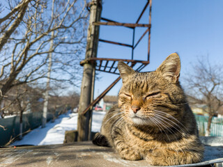 Obraz premium Relaxed Tabby Cat Basking in Sunlight