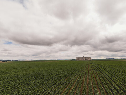 Aerial view of green agricultural fields with straight crop rows leading to a large grain silo under an overcast sky in Thabo Mofutsanyana District Municipality, Free State, South Africa.
