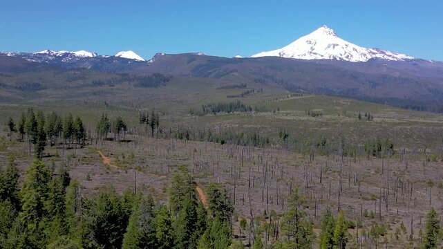 Mount Jefferson Above Burned Forest Landscape in Oregon