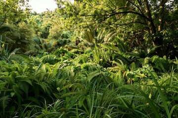 Obraz premium Dense tropical jungle vegetation with lush green undergrowth