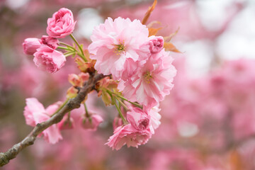 Fototapeta premium Pink Blossoms on Tree presented in a natural scene in an outdoor setting, in a natural environment, under daylight, with a natural mood, suitable for wildlife, conservation.